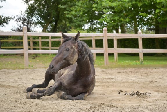 Een bruine paard ligt op de grond in een zandige omheinde ruimte.