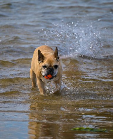 Franse Bulldog