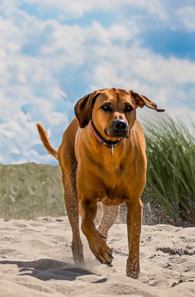 Ridgeback