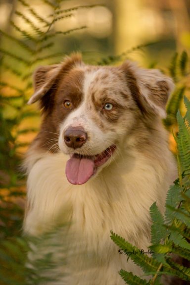 Australische herder Kineï
