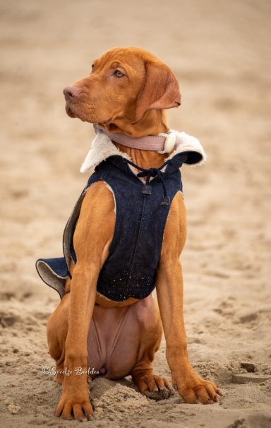 Visla Pup