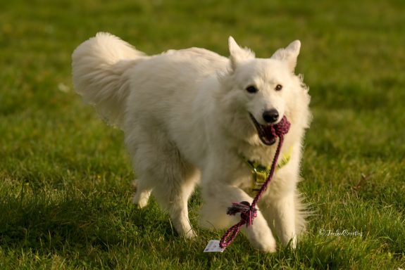 Zwitserse Witte Herder