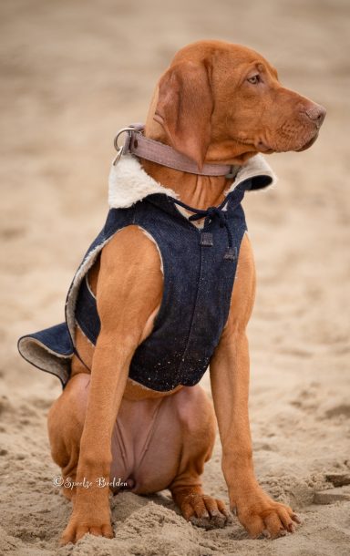 Visla pup 5 maanden