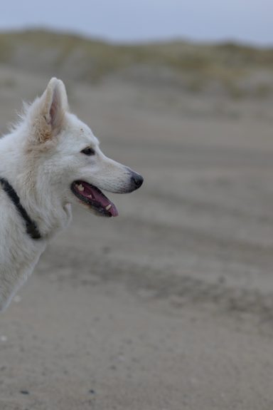 Een witte hond kijkt opzij tegen een zandige achtergrond.
