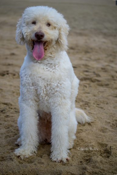 Bodi