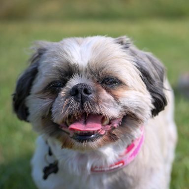 Shih Tzu-hond Lizzie
