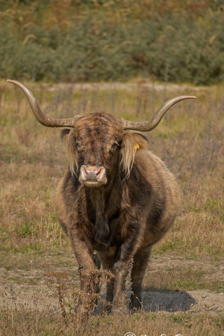 Zeehond