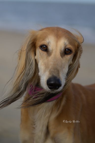 Suluki