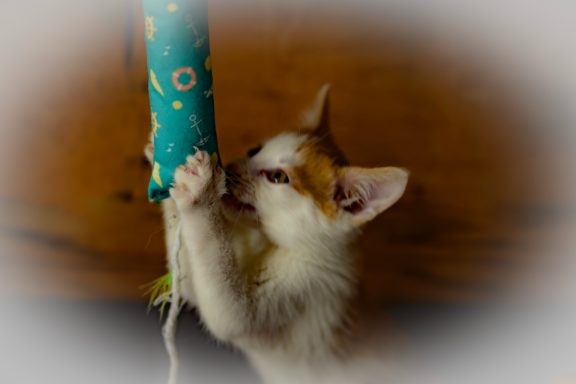 Een kitten speelt met een speeltje dat aan een touw hangt.