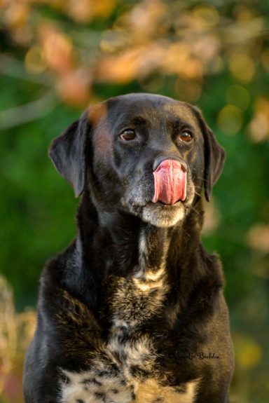 Labrador? Finley